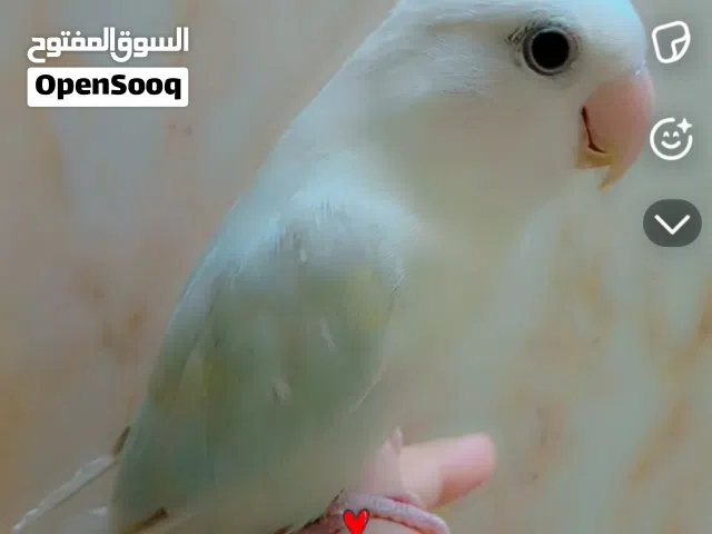 طير روز اليف