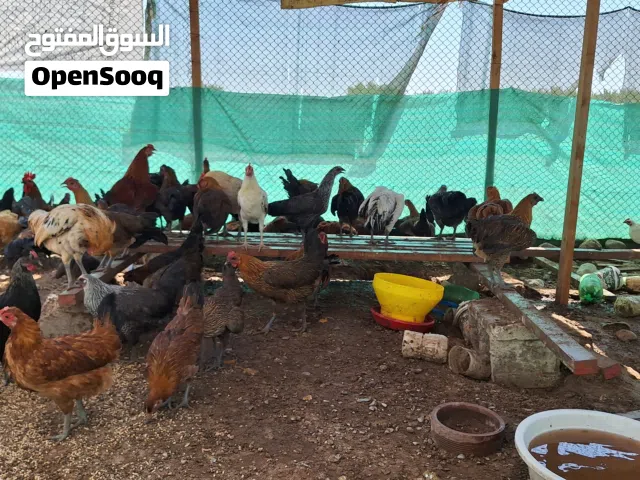دخاخ محلي للبيع  Chicken for sale