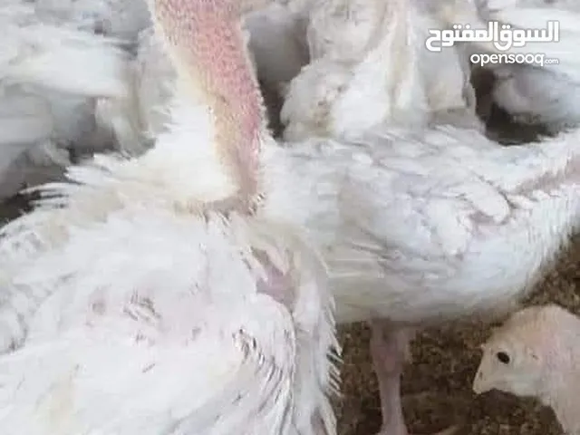 رومي تهجين نعام مستورد