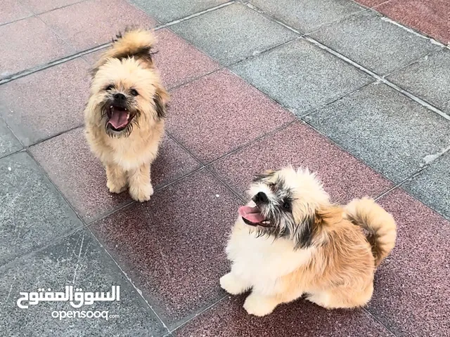 Shih Tzu boy and girl