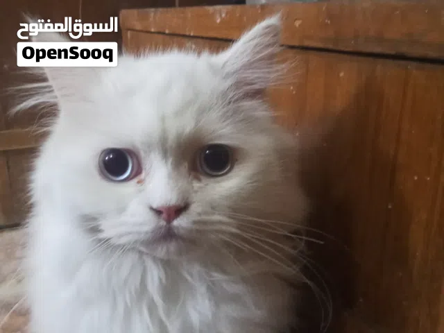 سلام عليكم قطط للبيع السعر الصغار بخمسه وعشرين والكبار بخمسين والصغار ولكبار ايخبلن ومنو ياخذهن