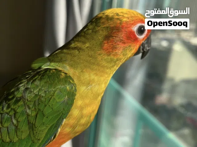 ببغاء صن كنيور صحته ممتازة واليف ولعوب