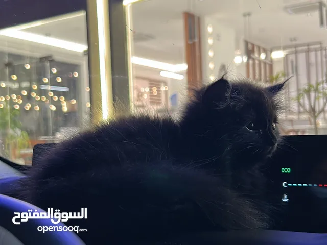 قط شيرازي ذكر عمره 5 شهور
