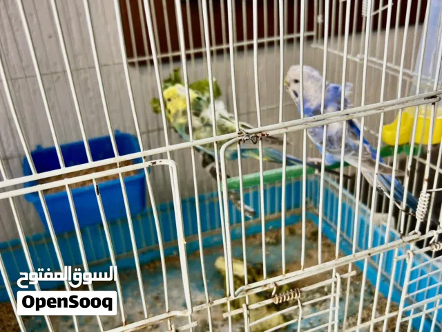 زوز كوبيات هوقو رومو لون و درجة و وردات ربي يبارك للبيع