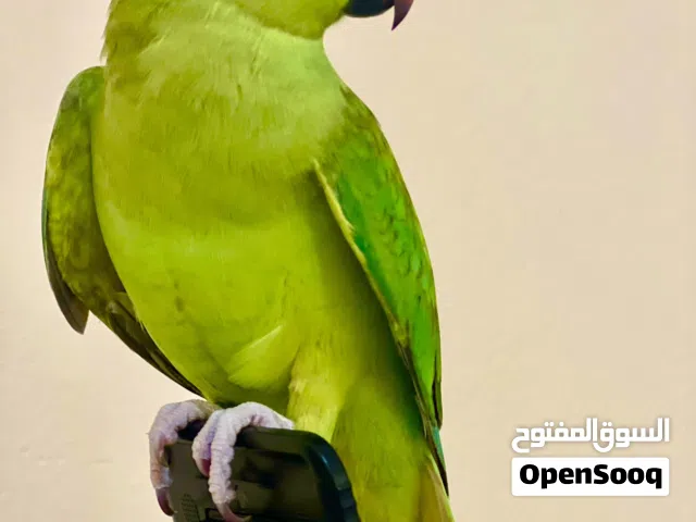 Parrot male and female