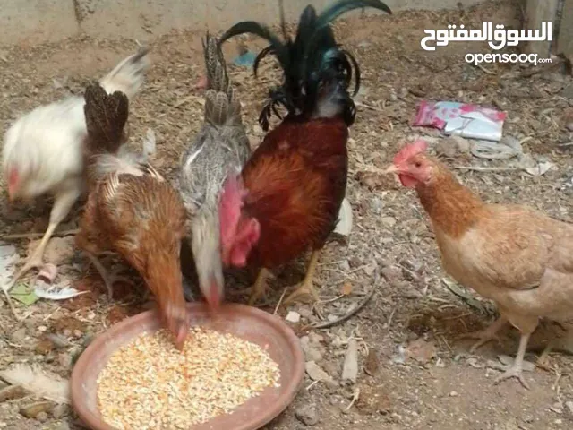 جاج بلدي بياض