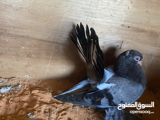 انتاج روسي عمر شهرين