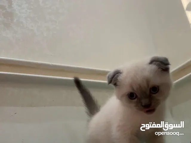 قط نوع سكوتش فولد هامالايا