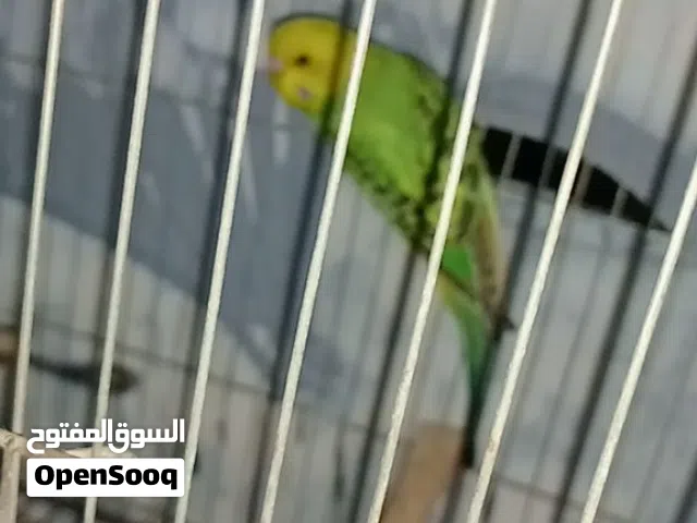 عصافير استرالي بي سلاكه حديد تلت ادوار