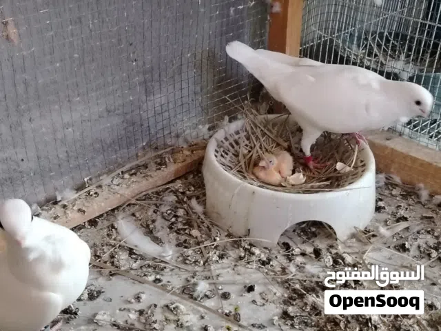زوج أرافل قجم جواهن فرخ