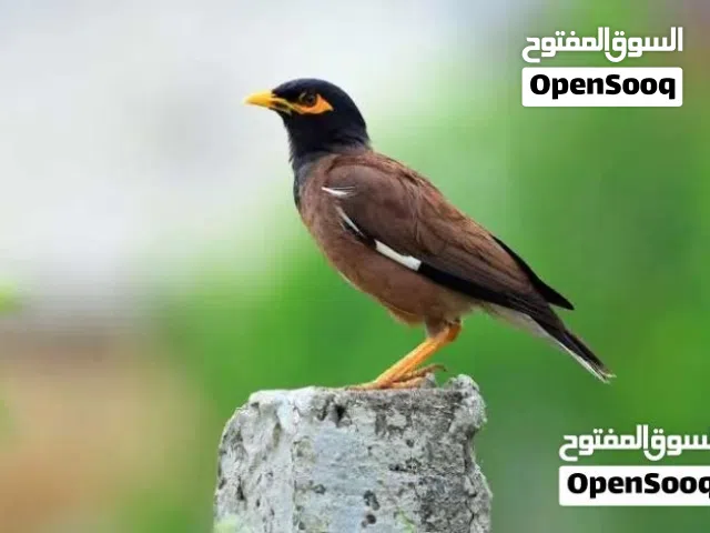 بيض بلدي و طيور مينا فحول واناثي