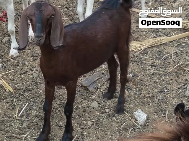 معزة شامي اصلي بيور وراها نتايه خليط زرايبي حاجه ما شاء الله تبارك الله