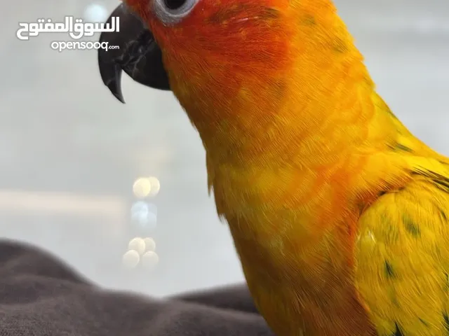 بغبغاء صن كنيور