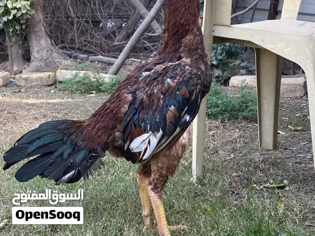 مطلوب ديك هراتي