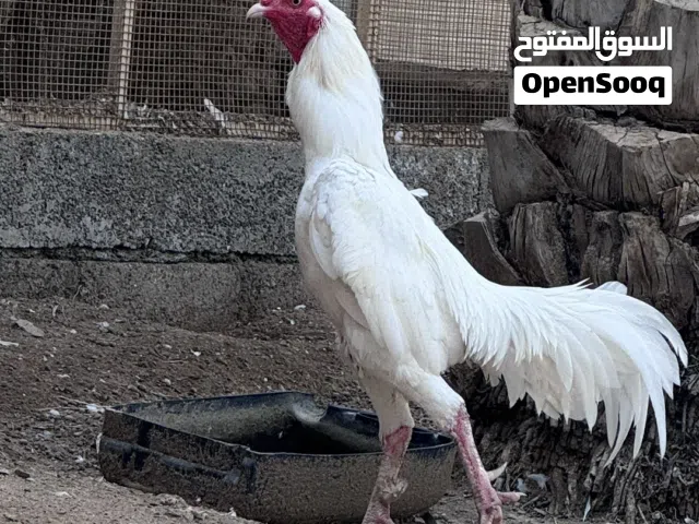 ديك باكستاني