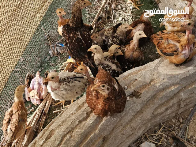 للبيع دجاج باكستاني اصلي و دجاج باكستاني اقرع