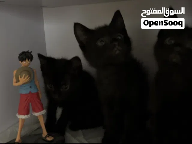 كتن للتبني – Kittens for adoption