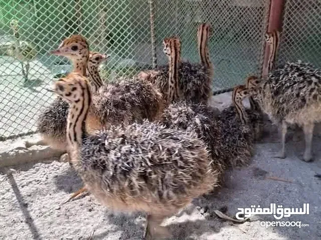 طيور النعام الافريقي