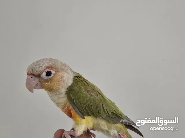 طير كنيور للييع
