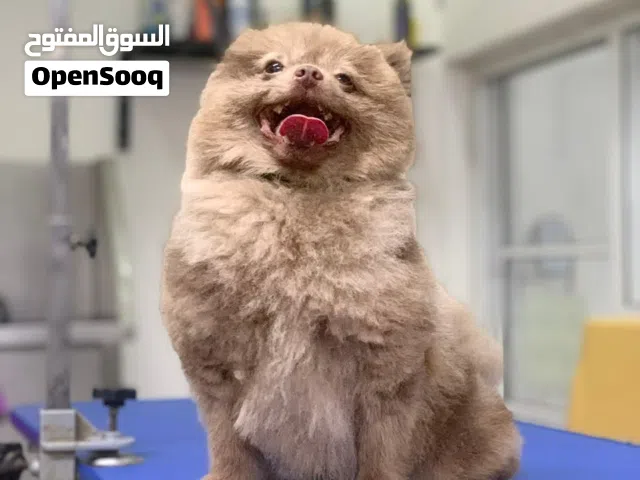 Pomeranian Male, 3Y  ذكر بوميرانيان، 3 سنوات