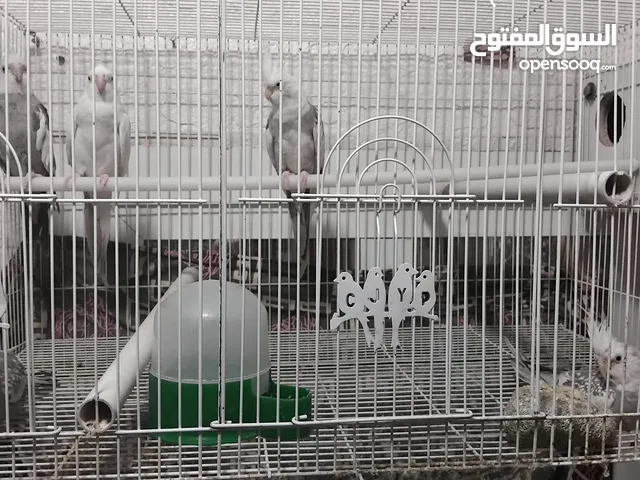 طيور كوكتيل للبيع