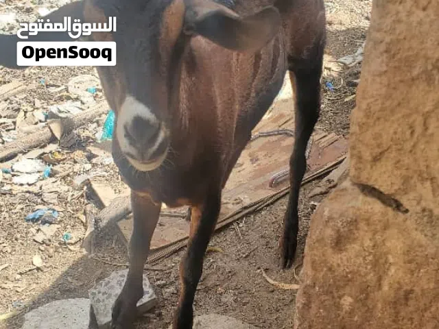 أضحيتك لعيد الأضحى جاهزة..