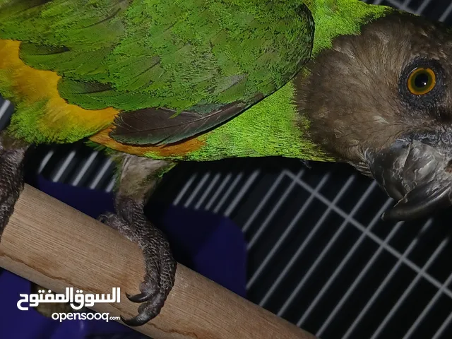 ببغاء يويو سنغالي للبيع بسعر هايل