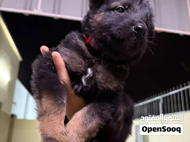 German Shepherd puppies for sale