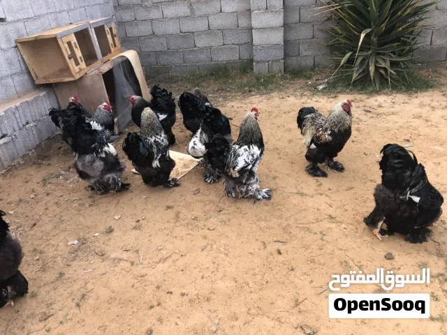 متاح 10فرايريج براهما البيع