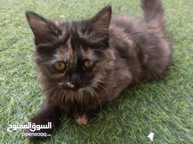 ثلاث قطط للتبني مجانا