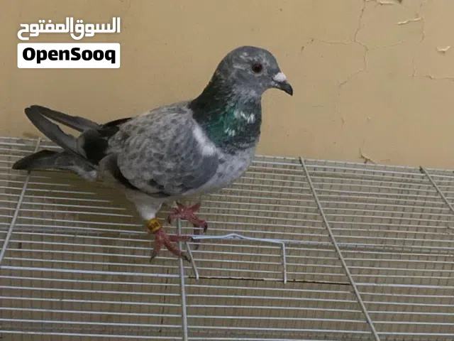 للبيع زاجل الحبه ب4 ريال