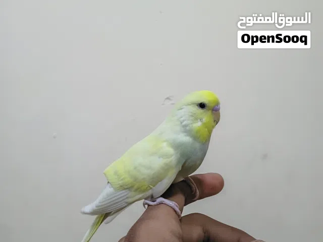 سلام عليكم طير حب تركيبه موزي فحل أليف طينه لعوب يصعد عالايد وياكل صحة ونظافة ما شاء الله