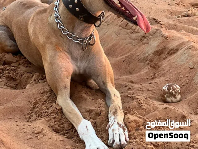 male greyhound