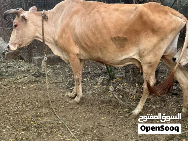 بقرة جيرسي للبيع