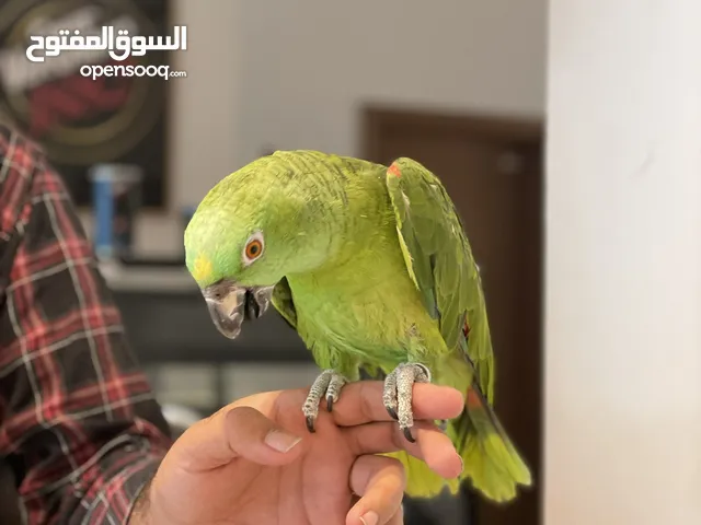 Yellow Naped Amazon - Friendly and Tamed