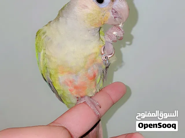 pineapple conure chick free flying