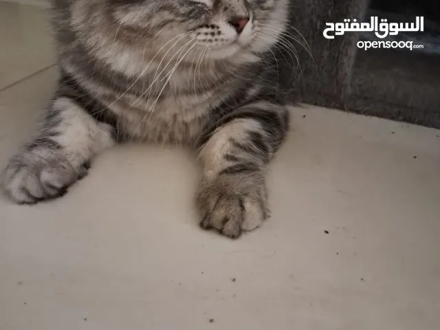CATS FOR ADOPTION !!!