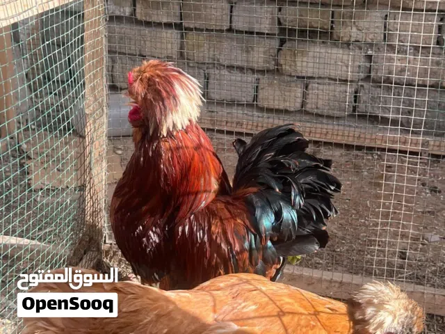 دجاج بولندي