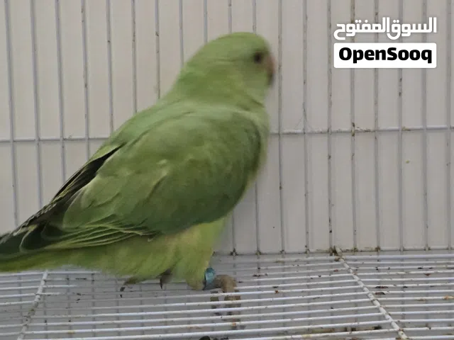 دره اخضر، عمر 3اشهر واسبوع، يتدرب اي ذي في هذا العمر، شوف الفيديو