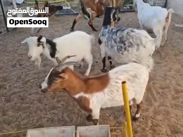 pqme goat  for sale