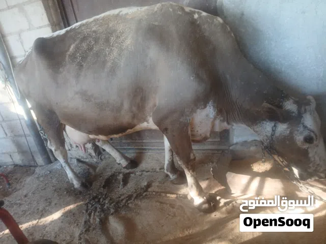 بقره عشار خمس شهورللبيع