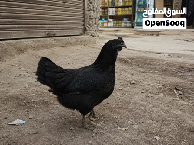 دجاج نادر الاسود بل كامل