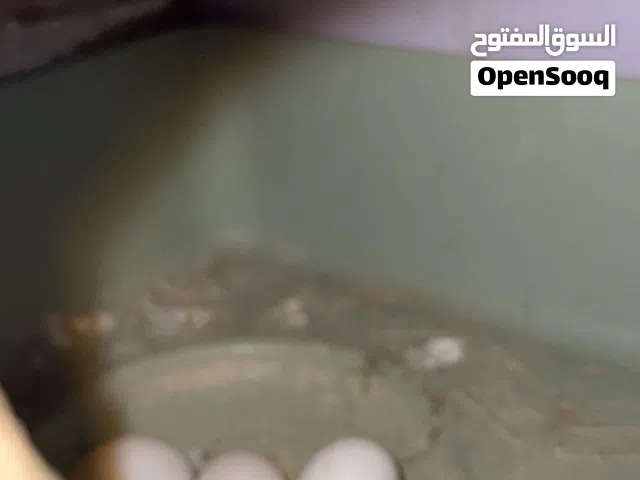 متاح رخيص ومضمون وجوه سوك