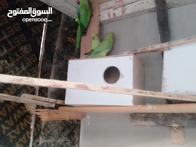 ببغات دره هندي