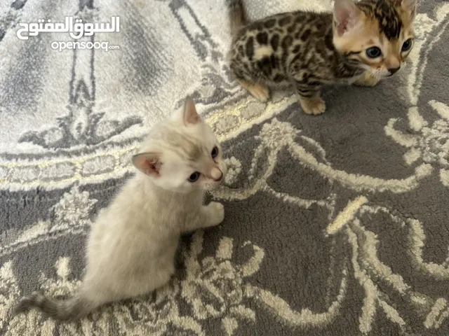 Bengal kitten of two types for sale