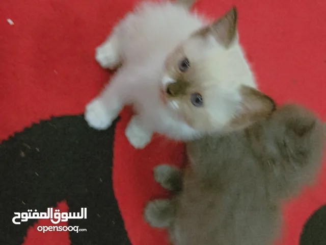 2كتن شيرازى عمرهم شهر ونصف للبيع