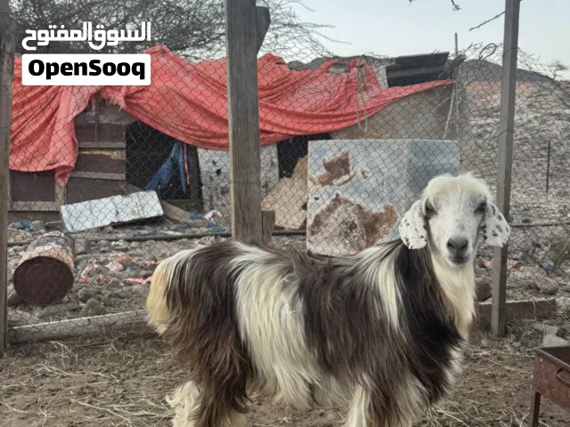 يدي للبيع ممتاز للذبح