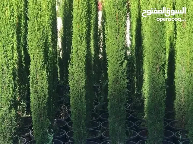اشجار الزينه والوزيات وحمضيات
