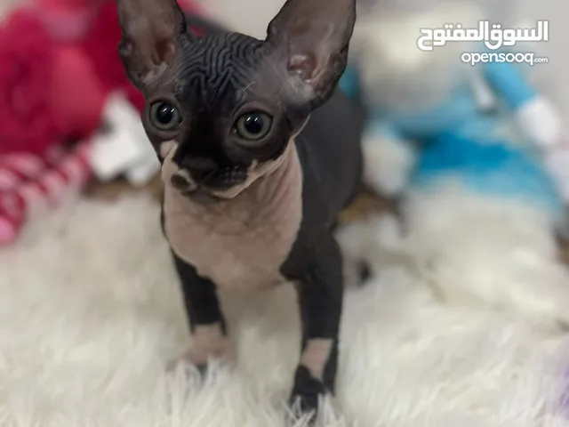 Sphynx- سفنكس