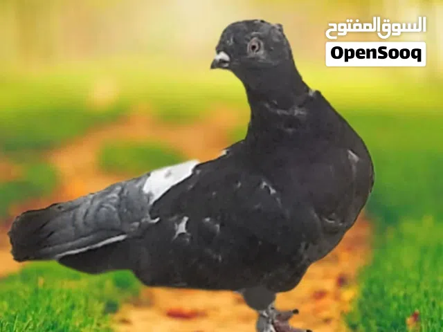 زوج حمام بولندي لون ملكي